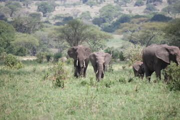 Fototapeta premium Wild Elephant (Elephantidae) in African Botswana savannah