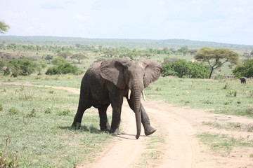 Obraz premium Wild Elephant (Elephantidae) in African Botswana savannah