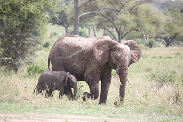 Fototapeta premium Wild Elephant (Elephantidae) in African Botswana savannah