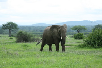 Fototapeta premium Wild Elephant (Elephantidae) in African Botswana savannah