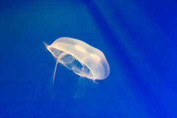 the beautiful jellyfish floating in sea water