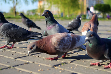 
City pigeons eat 