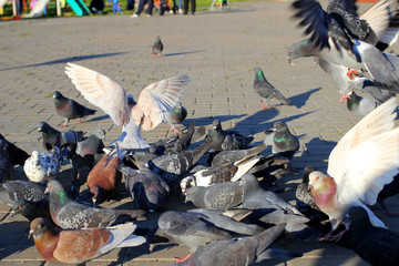 City pigeons take off
