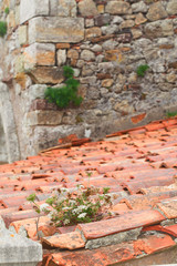 Grass on an old tile roof