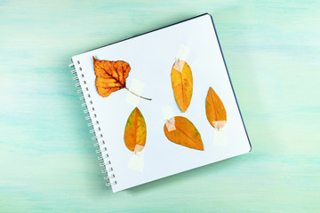 Photo of herbarium on teal background with copyspace