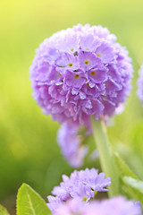 Primula purple spherical (Primula denticulata) In the rain drops  On a light green background. vertical
