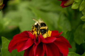 Bumblebee collecting pollen