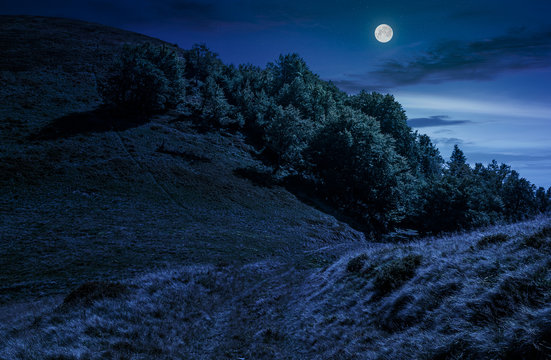 path through forest on hillside meadow at night