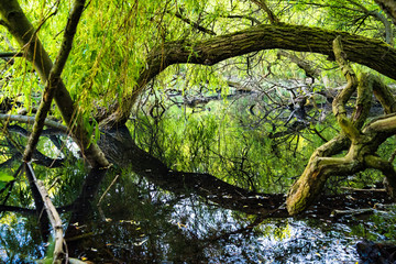 Naturschutzgebiet See - Alter Baum spiegelt sich im Wasser