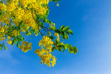 Background of nature