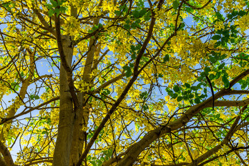Background of nature