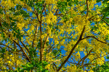 Background of nature