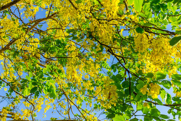 Background of nature