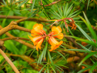 Rhododendron stenophyllum