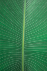 palm leave detail texture