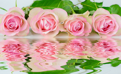 Four pink roses