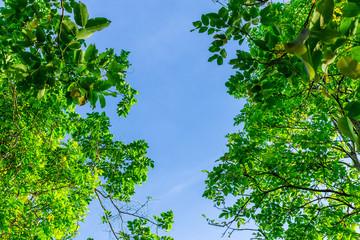 Background of nature