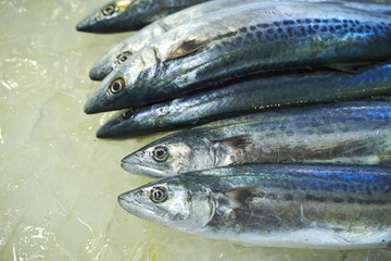 mackerel