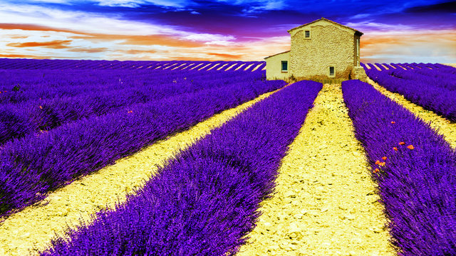 lavender field