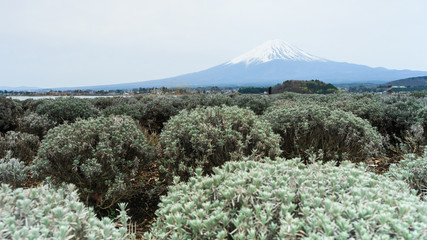 Mount fuji at Lake kawaguchiko.
