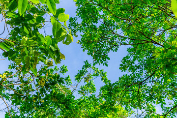 Fototapeta premium Background of nature