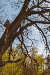 birdhouse on a tree in forest Park