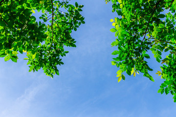 Background of nature
