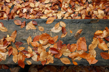 Autumn leaves background