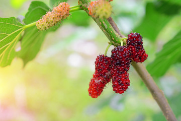 Mulberry fruit growing on the tree.