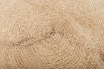 Boxwood slice with annual rings wooden textured background