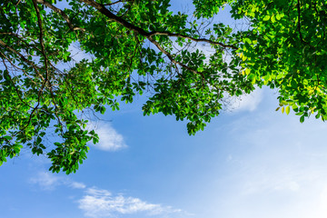 Background of nature