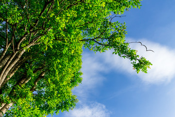 Background of nature