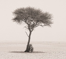 A lonely tree taken in the middle of nowhere in Qatar