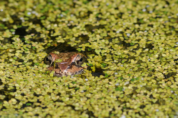 Frosch im Teich