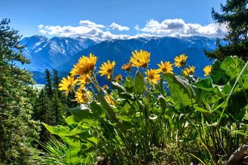 Arnica in alpine meadows. Sauer's Mountain. Central Cascade Mountains. Leavenworth. Seattle. Washington. The United States.