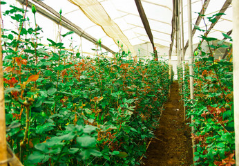 A large group of flowers in a greenhouse in Ecuador