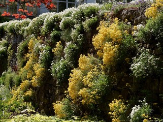 ornamental blooming plants in a garden