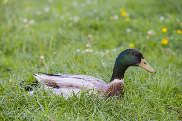 Indian runner duck - male