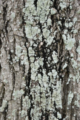 Closeup surface with fungus and cracked tree.