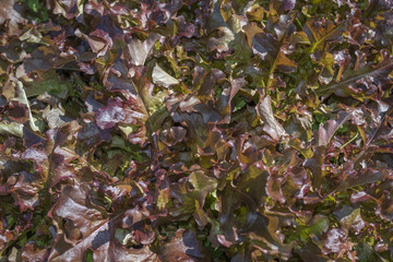 red lettuce