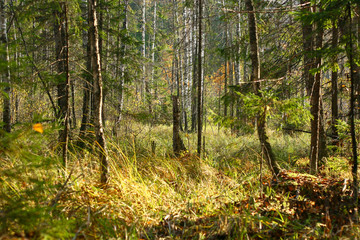 Golden autumn in the forest and bright sunlight through the leaves.