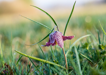 Schachblume