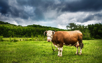 Landscape photo with green grass and beautiful sky