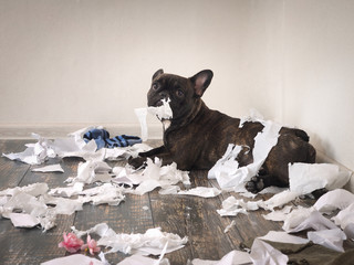 Funny dog made a mess in the room. Playful puppy French bulldog - obrazy, fototapety, plakaty