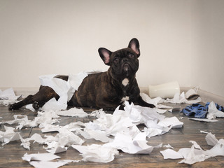 Funny dog made a mess in the room. Playful puppy French bulldog