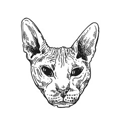 sketch portrait of bald cat