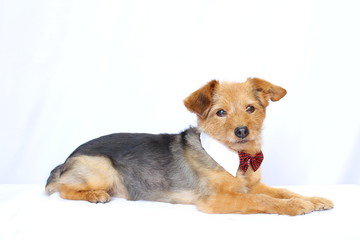 chien avec cravate couch&eacute; sur fond blanc 