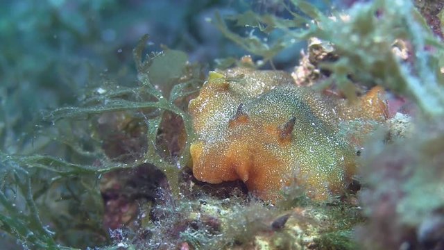 Costa Brava, diving the Mediterranean sea, Nudibranch, Spain