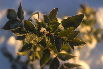 Perspective view on green leaves