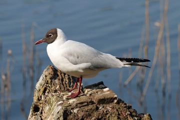 Black headed gull